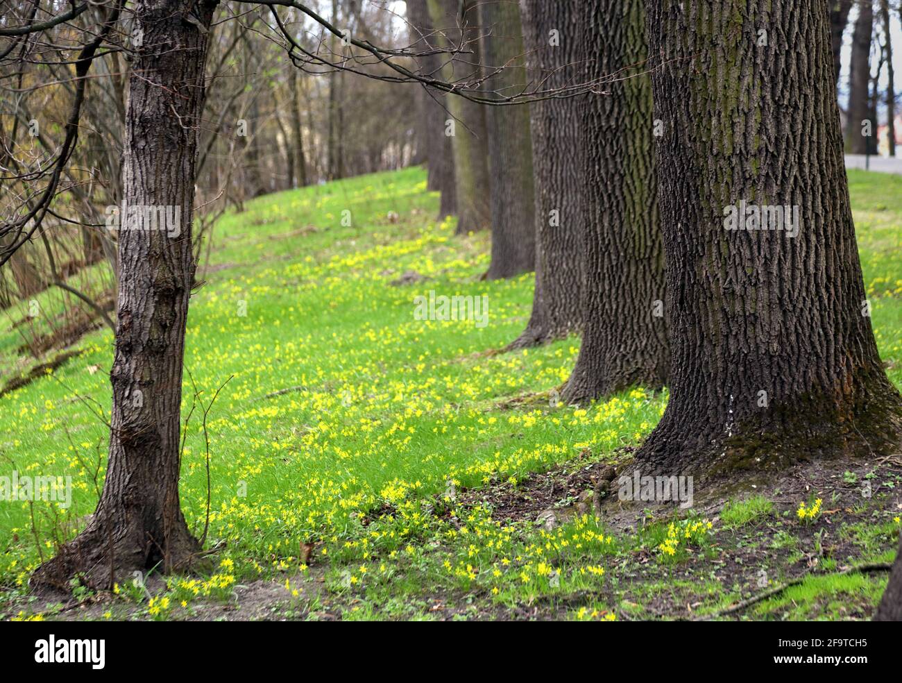 Cracow. Krakow. Poland. Yellow star-of-Bethlehem (Gagea lutea) flowers blooming in the lawn by old trees alley. Selective focus. Stock Photo