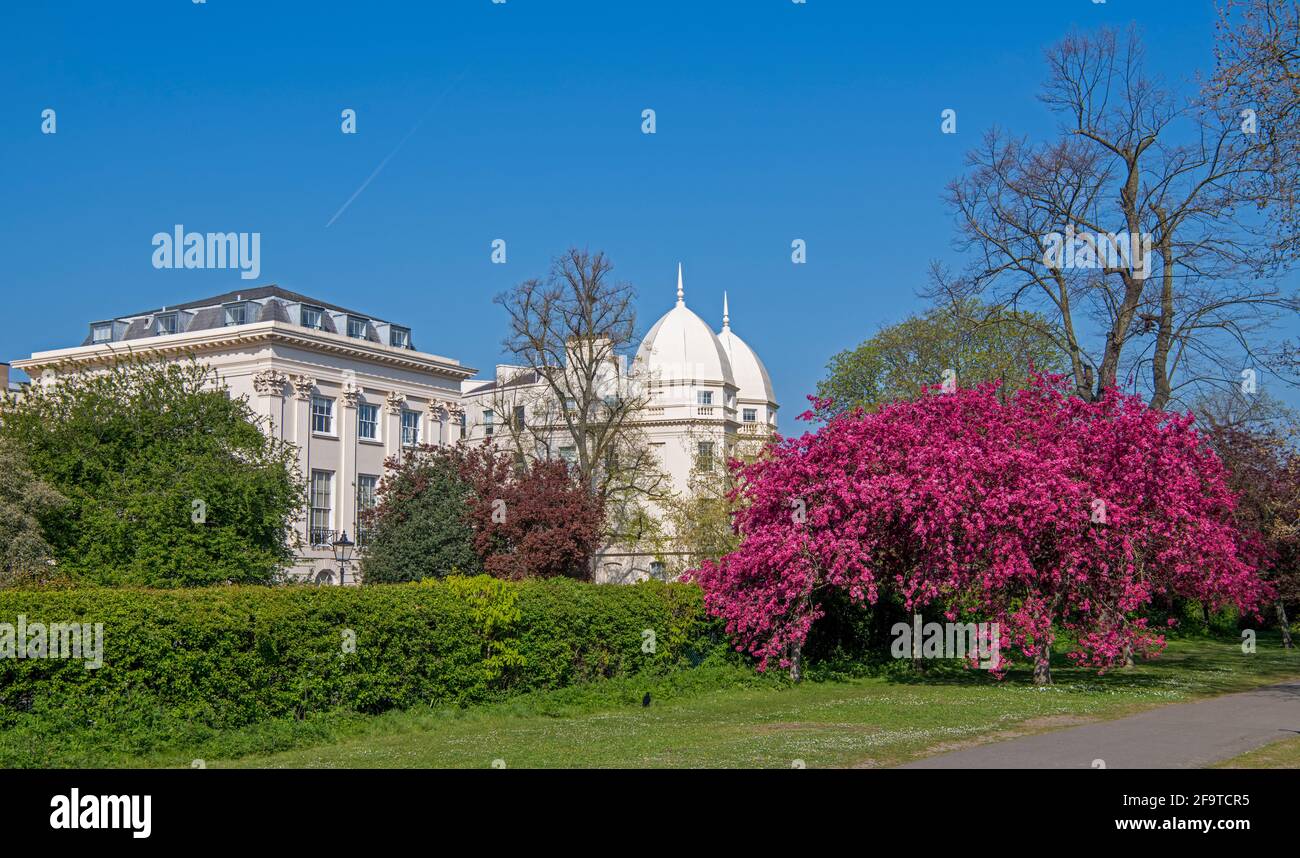 Flowering cherry plum tree or purple leaf plum with London Business School in background Regents Park London England Stock Photo