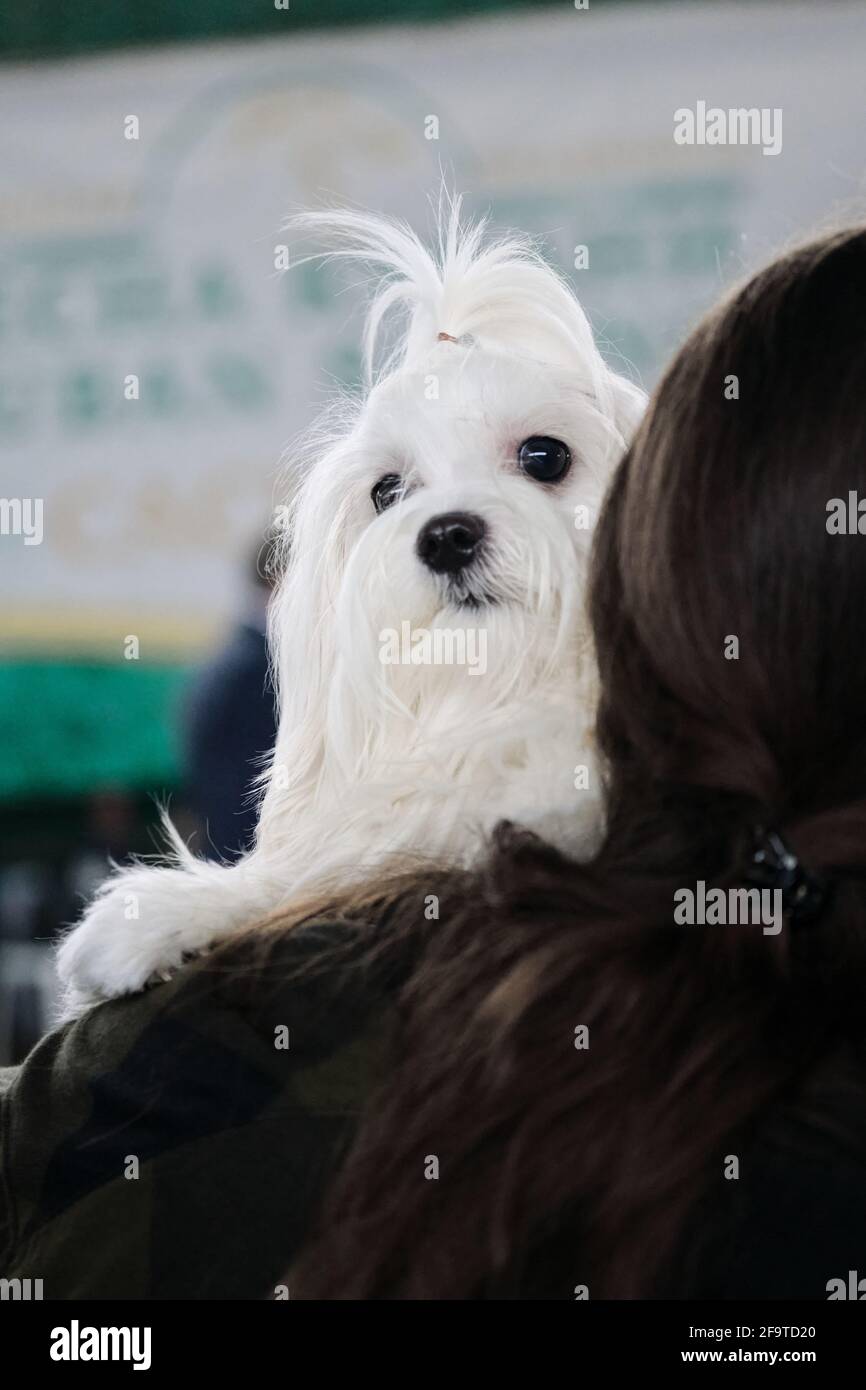 A white Maltese lapdog with a ponytail on its head sits in the owner's arms before entering the ring at a dog show. A miniature purebred dog with kind Stock Photo