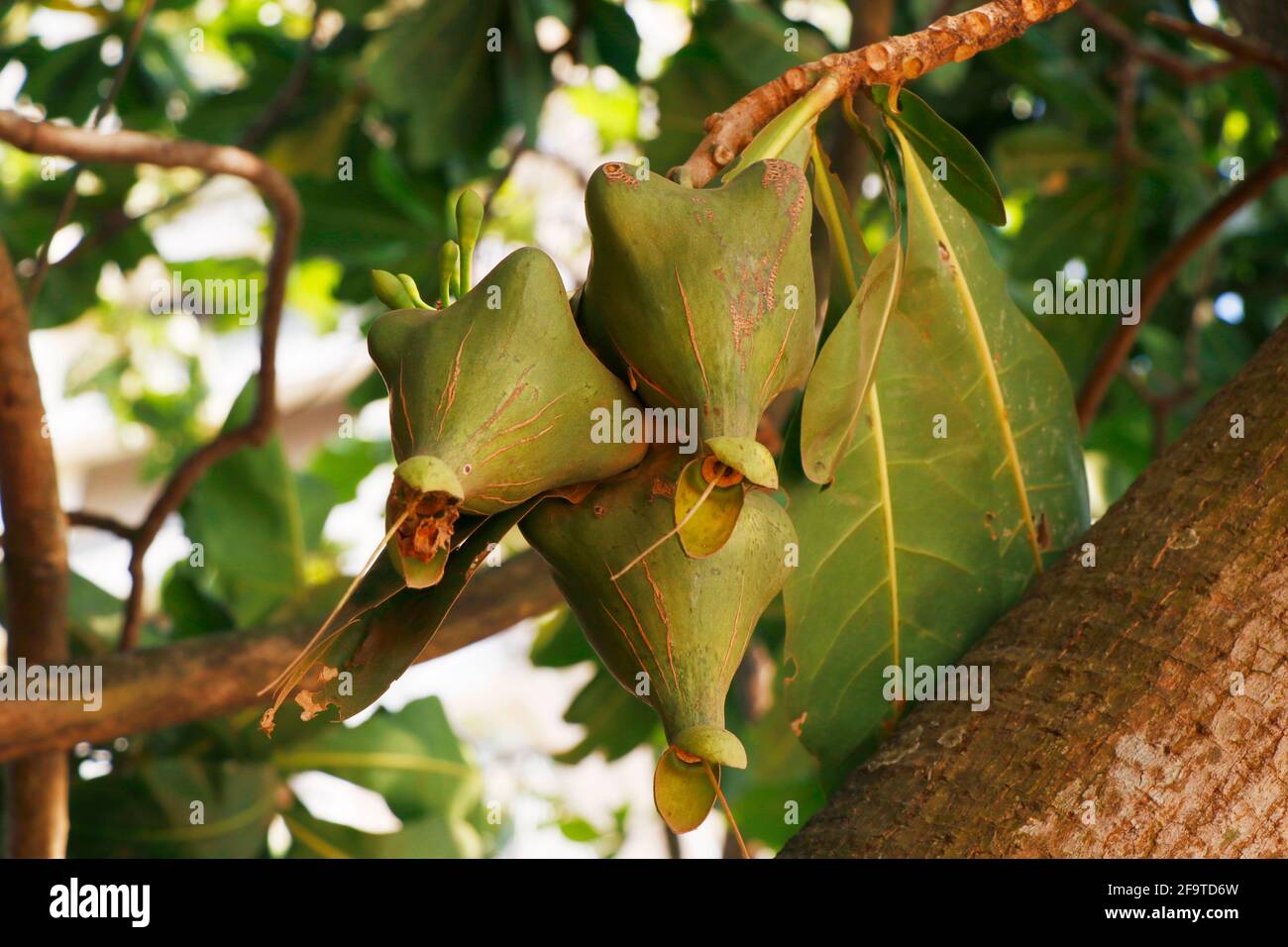 tropical fruit hanged on a branch similar to almond family Stock Photo
