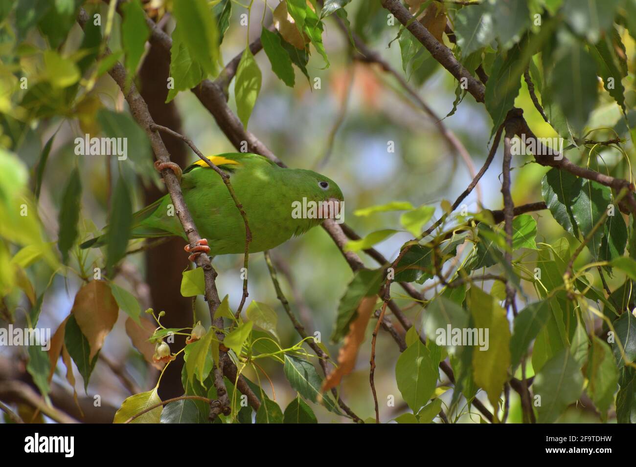 portrait of Yellow-chevroned parakeet (brotogeris chiriri), feeding on a kurrajong tree Stock Photo