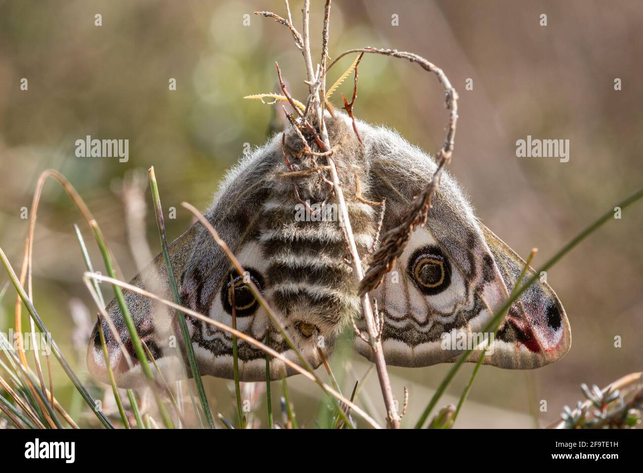 Emperor moth (Saturnia pavonia), freshly emerged female in heathland, Hampshire, UK Stock Photo