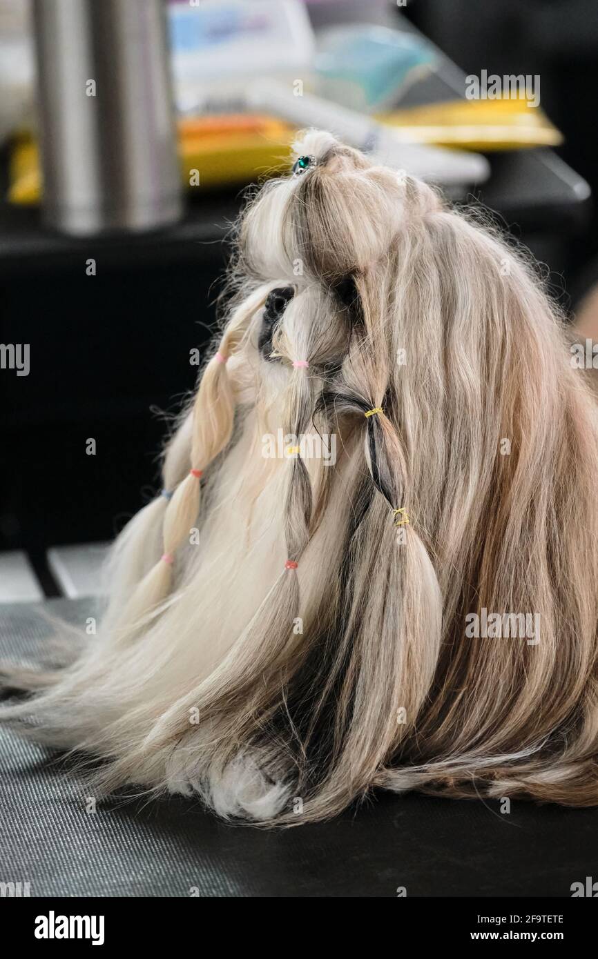 A small dog with long hair and tails on the muzzle of the Shih Tzu breed. A  dog with a grooming coat is being prepared for display at a dog show Stock