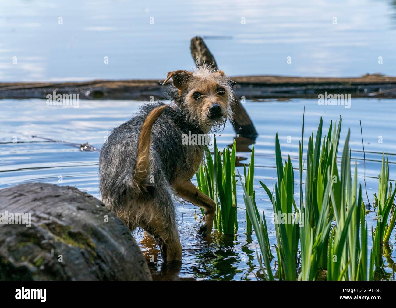 Hund am Woog, Seehund Stock Photo