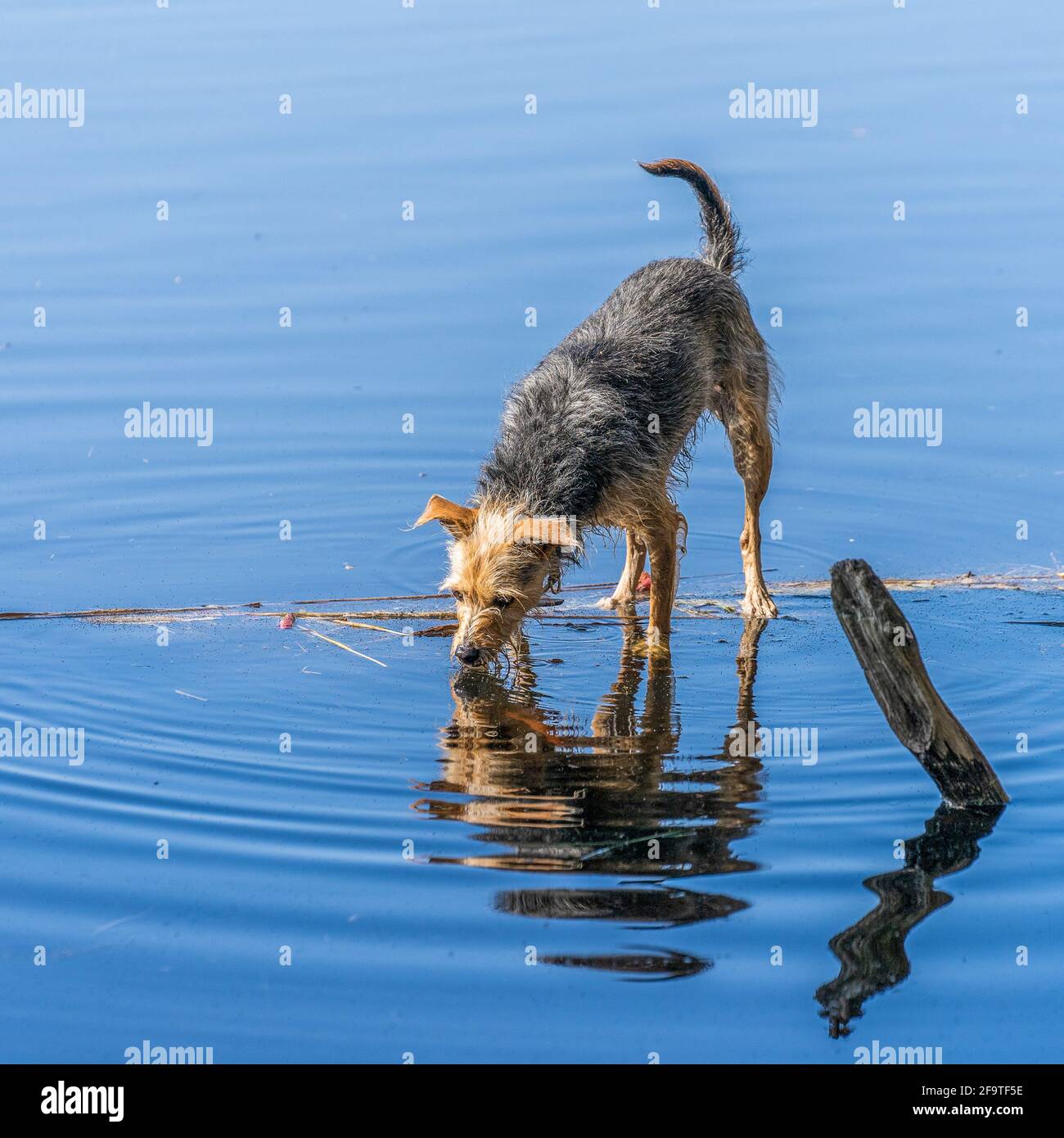 Page 2 - Haustier High Resolution Stock Photography and Images - Alamy