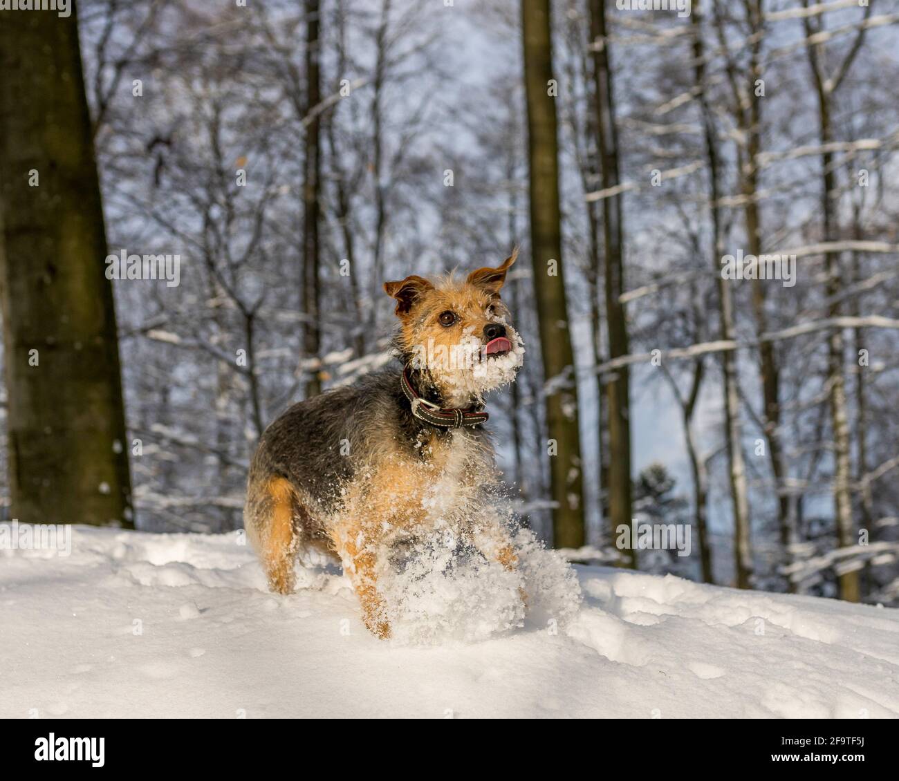 Schneevergnügen, Hund Stock Photo