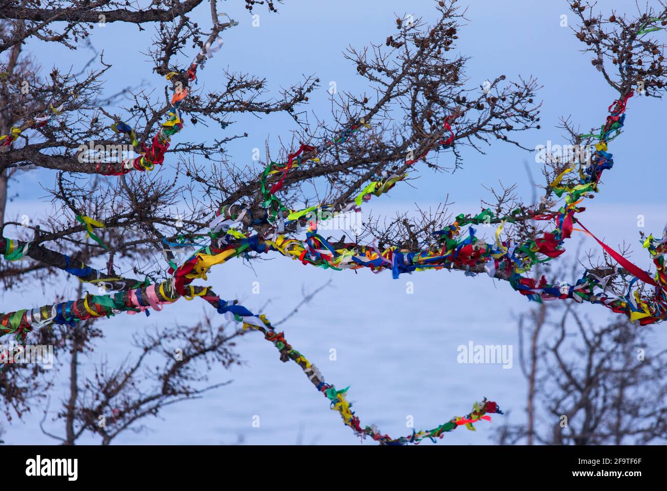 Colored ritual ribbons tied on the tree and wooden poles as a buddhist ...