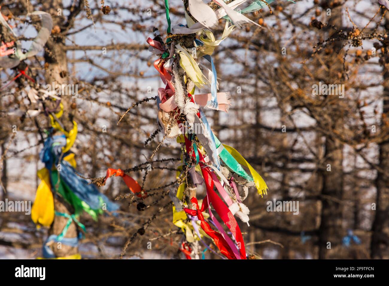 Colored ritual ribbons tied on the tree and wooden poles as a buddhist ...