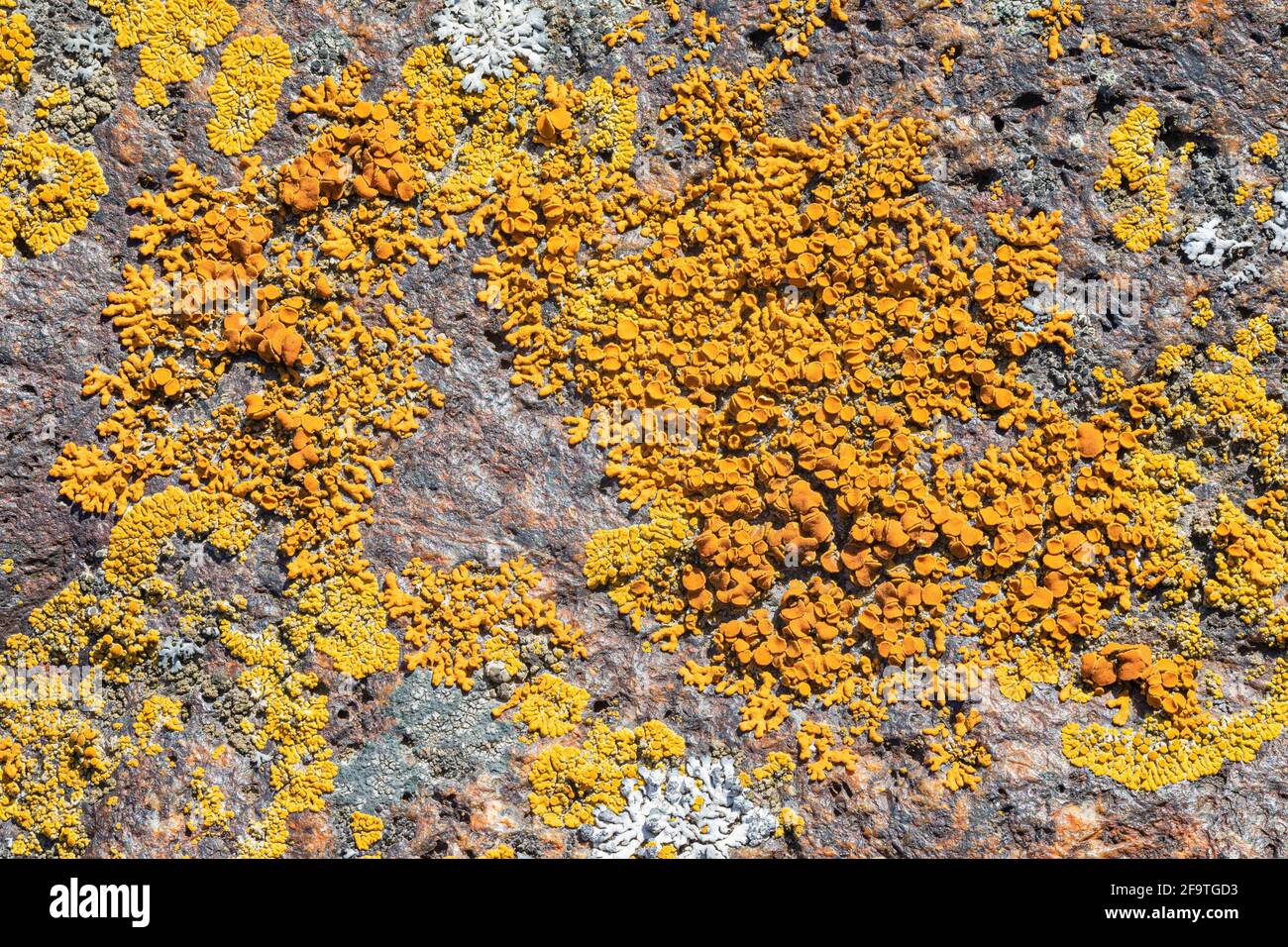Rusavskia elegans lichen Stock Photo