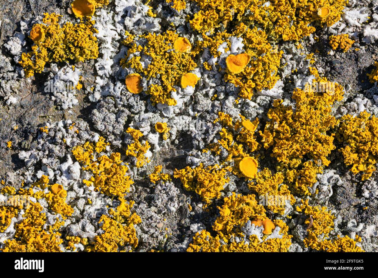 Polycauliona candelaria lichen Stock Photo