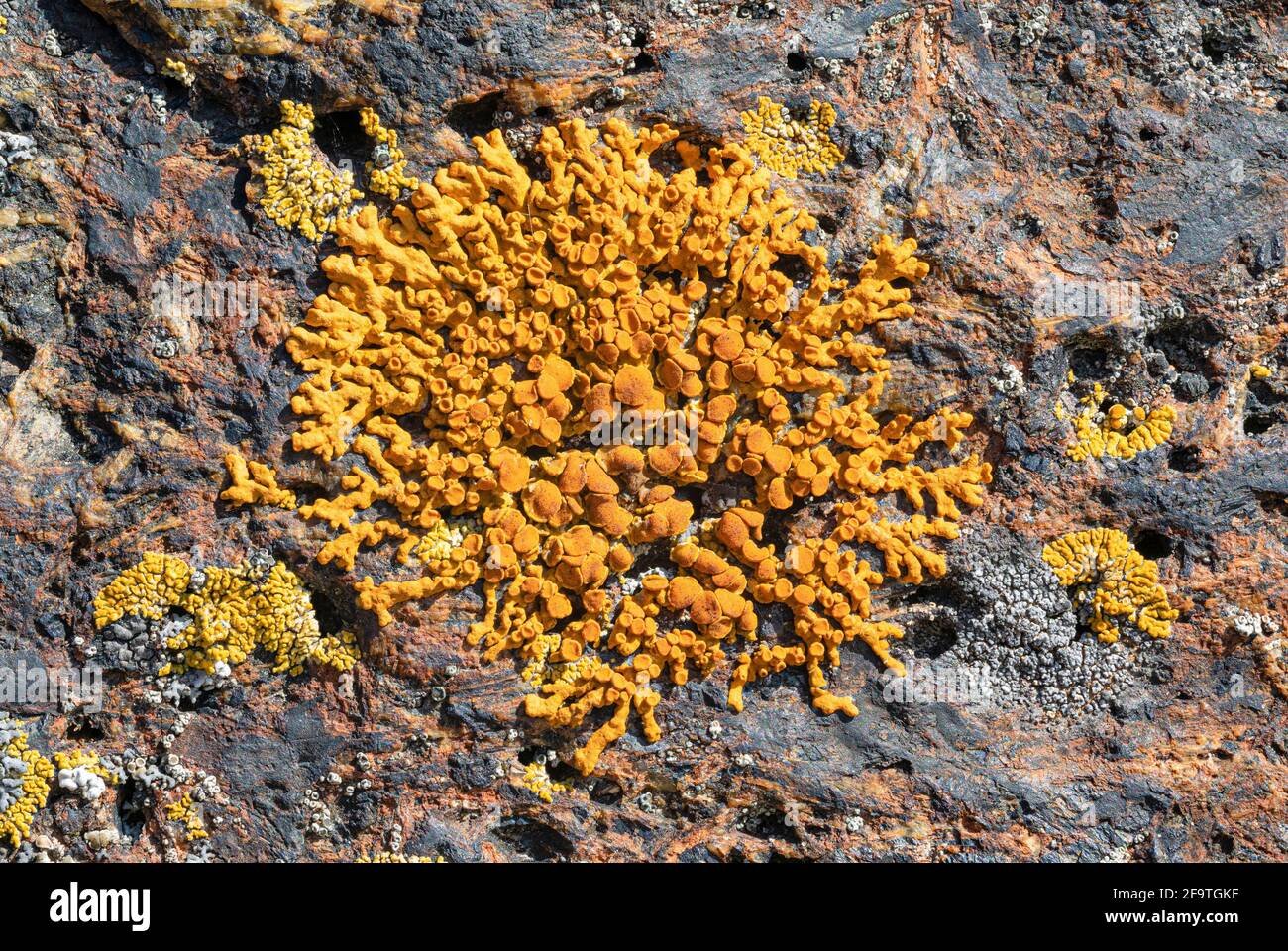 Rusavskia elegans lichen Stock Photo