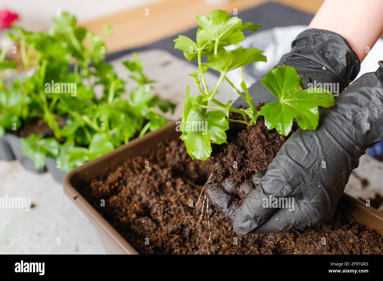 Woman transplanting pelargonium or plant into the bigger pot. Planting