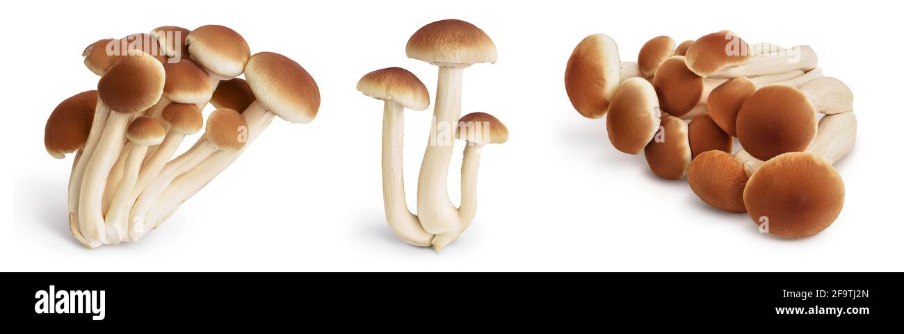 honey fungus mushrooms isolated on white background with clipping path and full depth of field. Set or collection Stock Photo