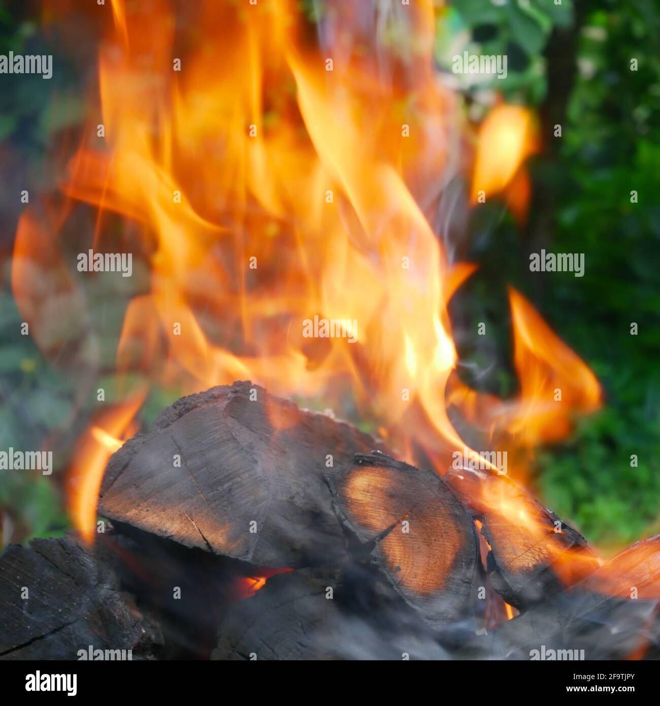 Red flame and ash over burning firewood outside on a background of green trees in summertime Stock Photo
