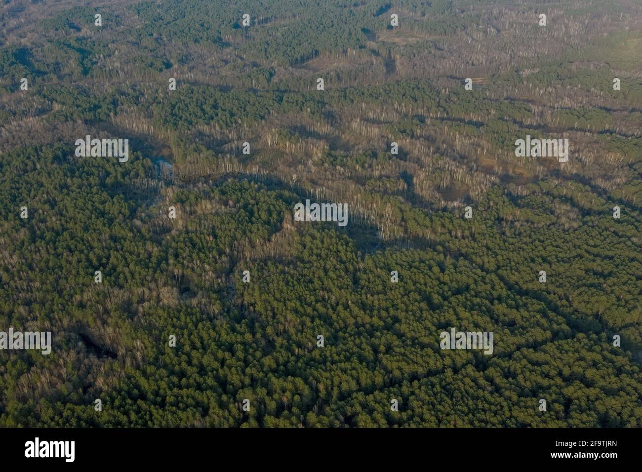 Aerial drone view of deforestation of a pine forest. Ecology concept change tree forest drought and forest refreshing Stock Photo