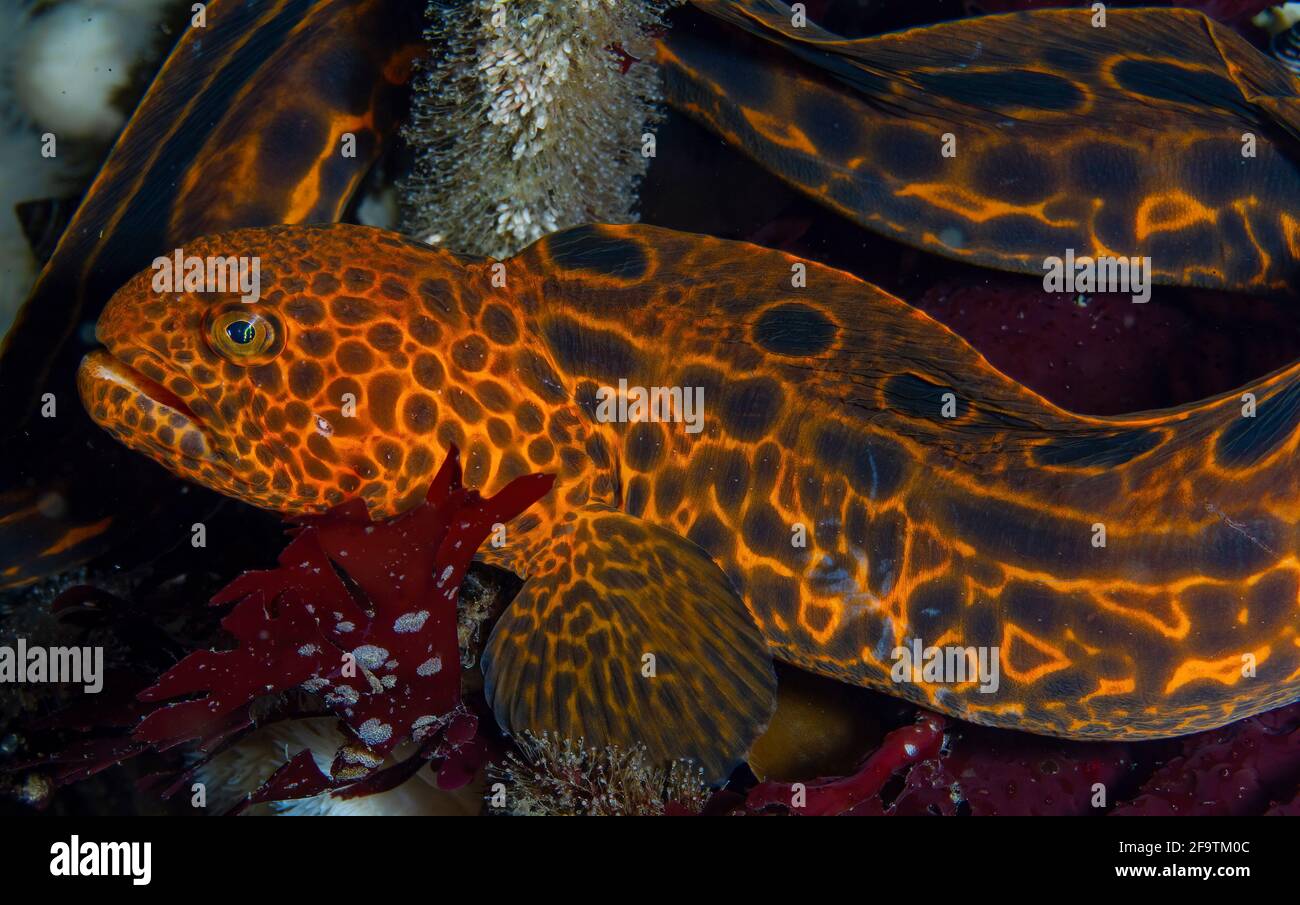 Juvenile Wolf eel in Browning passage, Port Hardy, British Columbia