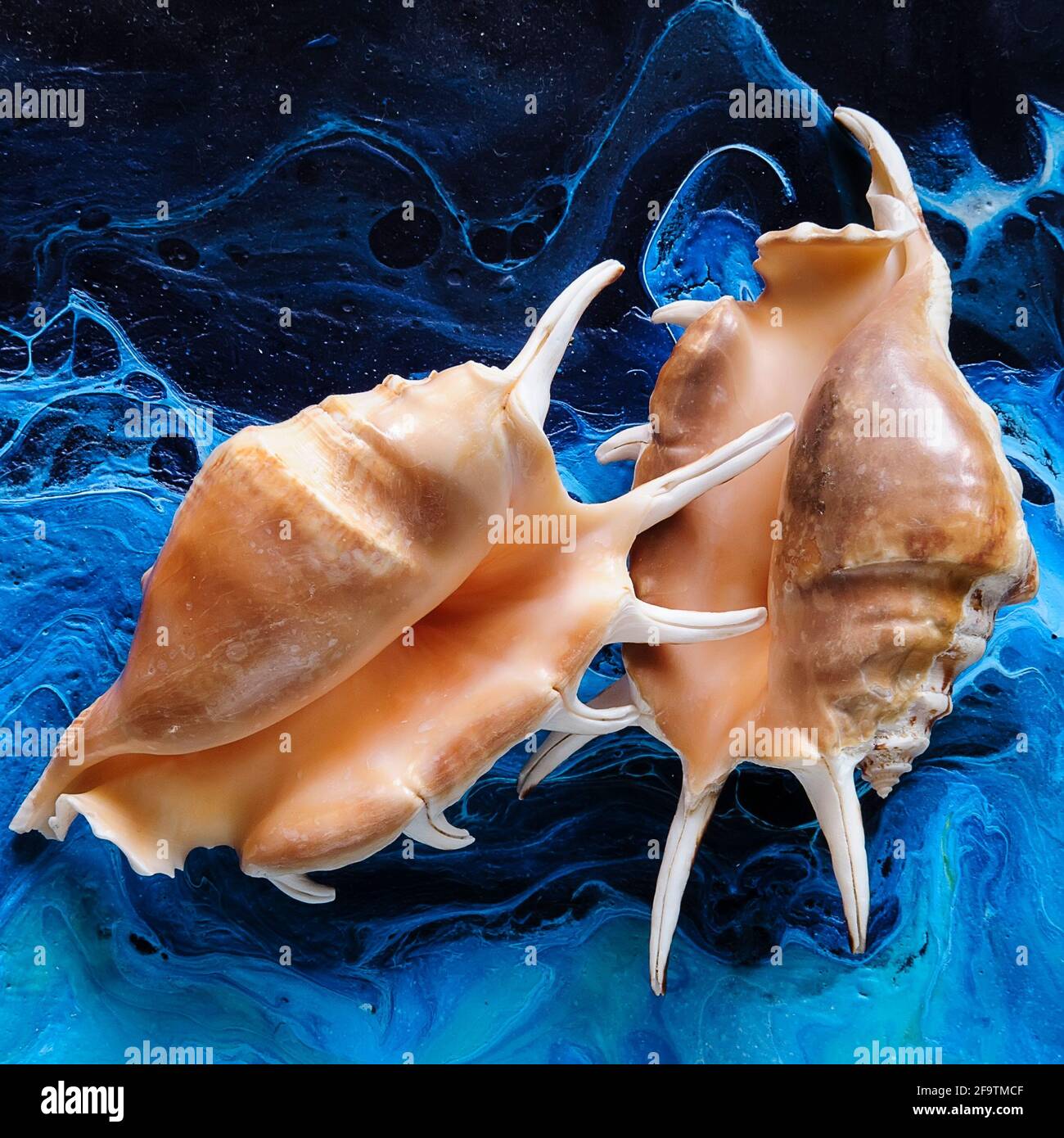 Seashells on a bright background. Acrylic Pouring Stock Photo