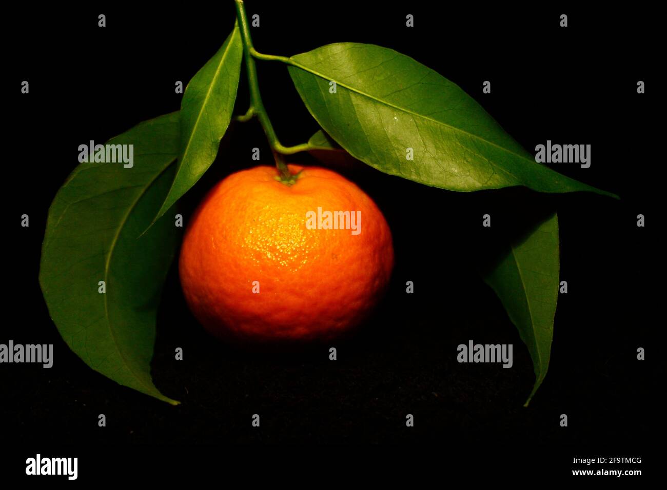 a tangerine with three leaves isolated on black closeup Stock Photo