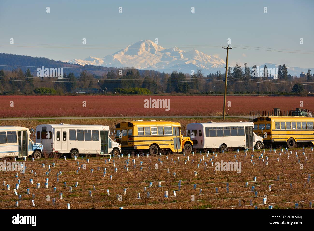 Pitt Meadows Agriculture. Busses for transporting farm workers parked in a field. Mt Baker rising in the background. Stock Photo