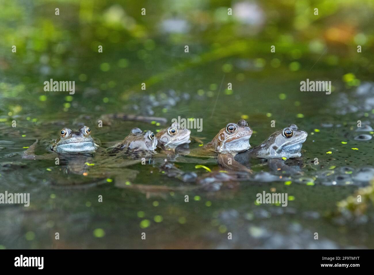 Line of common frogs in pond surrounded by frogspawn in spring - UK Stock Photo