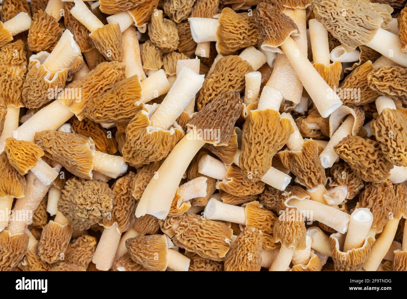 spring morel mushrooms are collected in a basket, texture Stock Photo