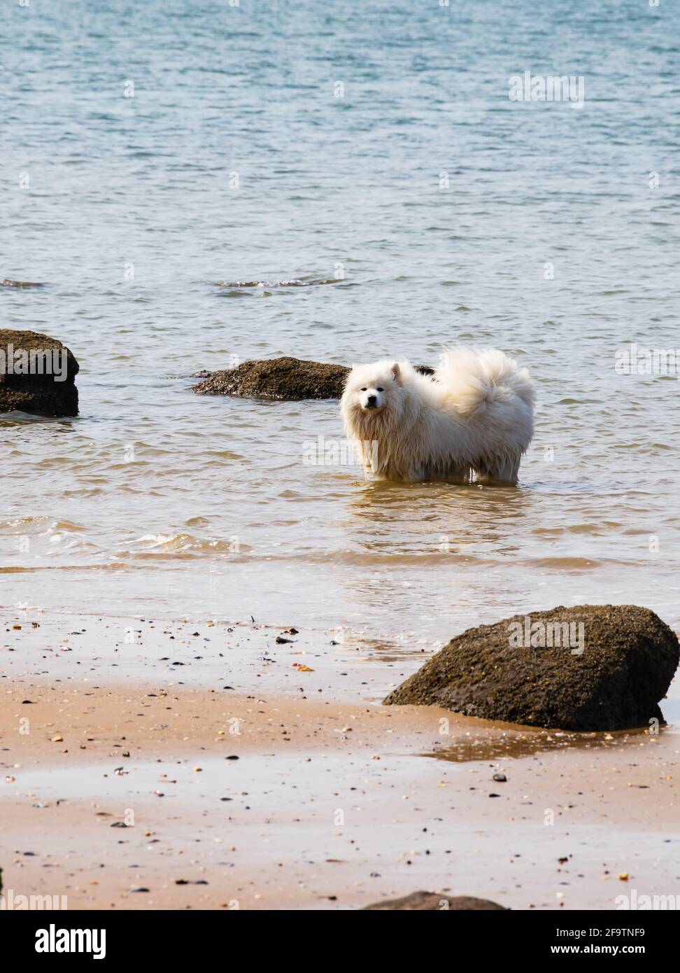 White haired Samoyed dog in the sea at Hunstanton, Norfolk, England. Stock Photo