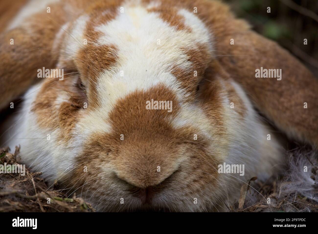 Closeup face portrait of Lop Rabbit (Oryctolagus cuniculus) with long ears, Guatemala. Stock Photo