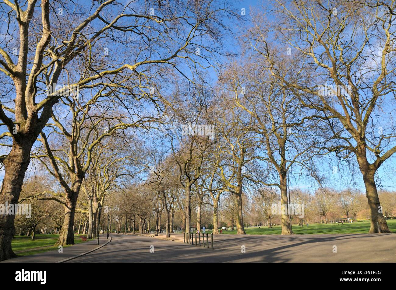 Battersea Park, South West London, London Borough of Wandsworth, England, UK.  Avenue of bare sunlit trees along a path in late winter or early spring Stock Photo