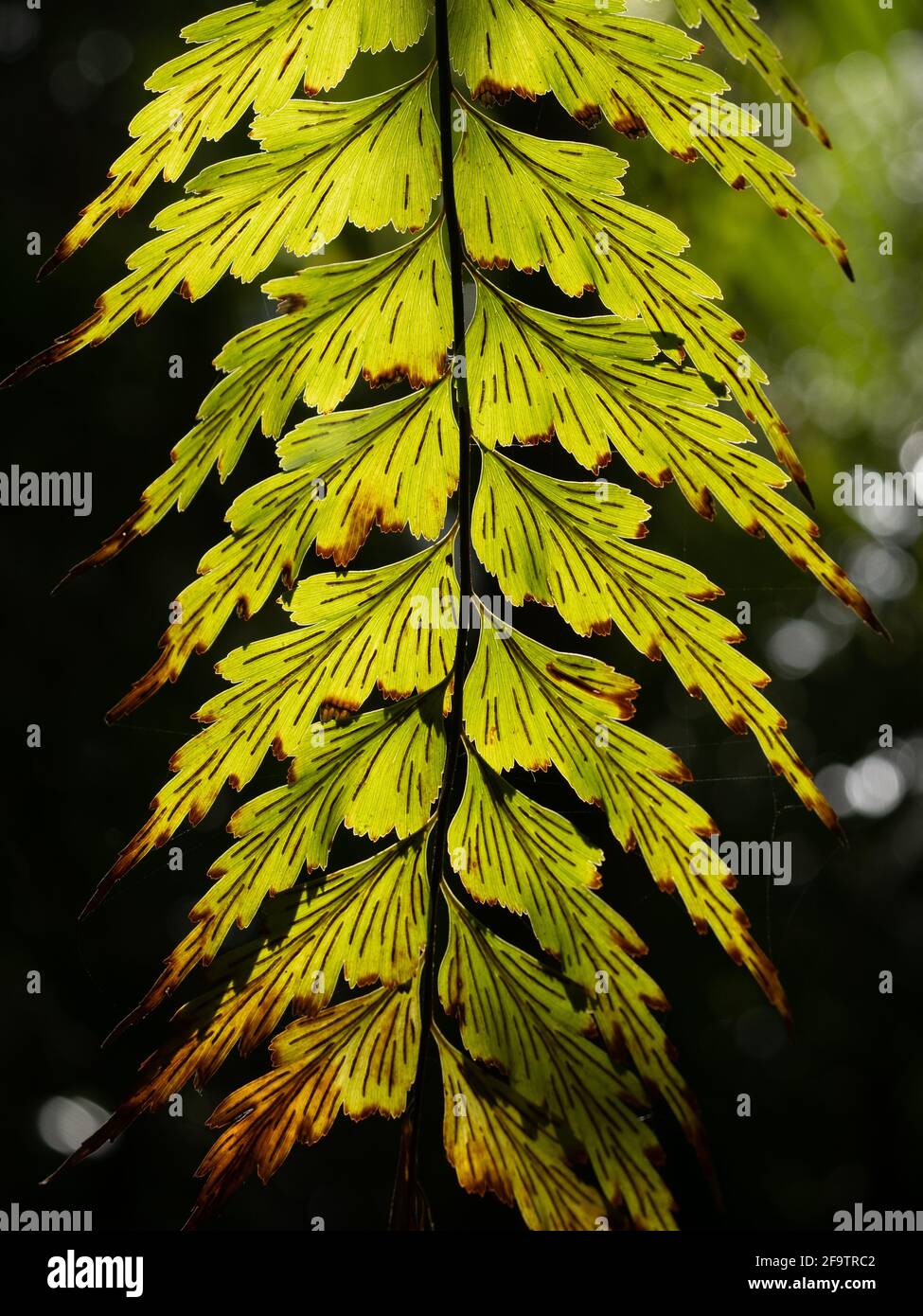 Petako Sickle spleenwort (Asplenium polyodon) leaves Stock Photo