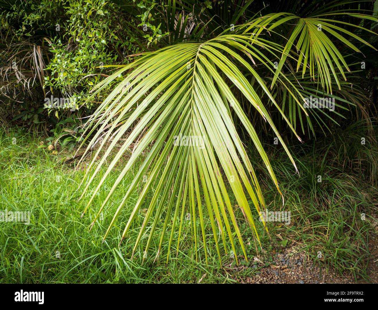 Nikau Palm Tree High Resolution Stock Photography and Images Alamy