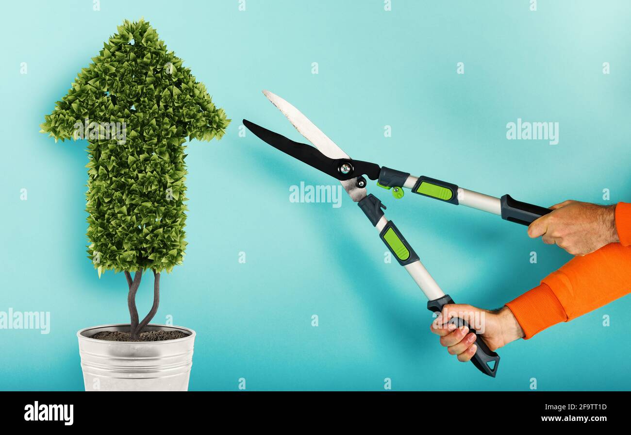 Gardener cuts a plant with a shape of arrow. concept of success and improvement. cyan background Stock Photo