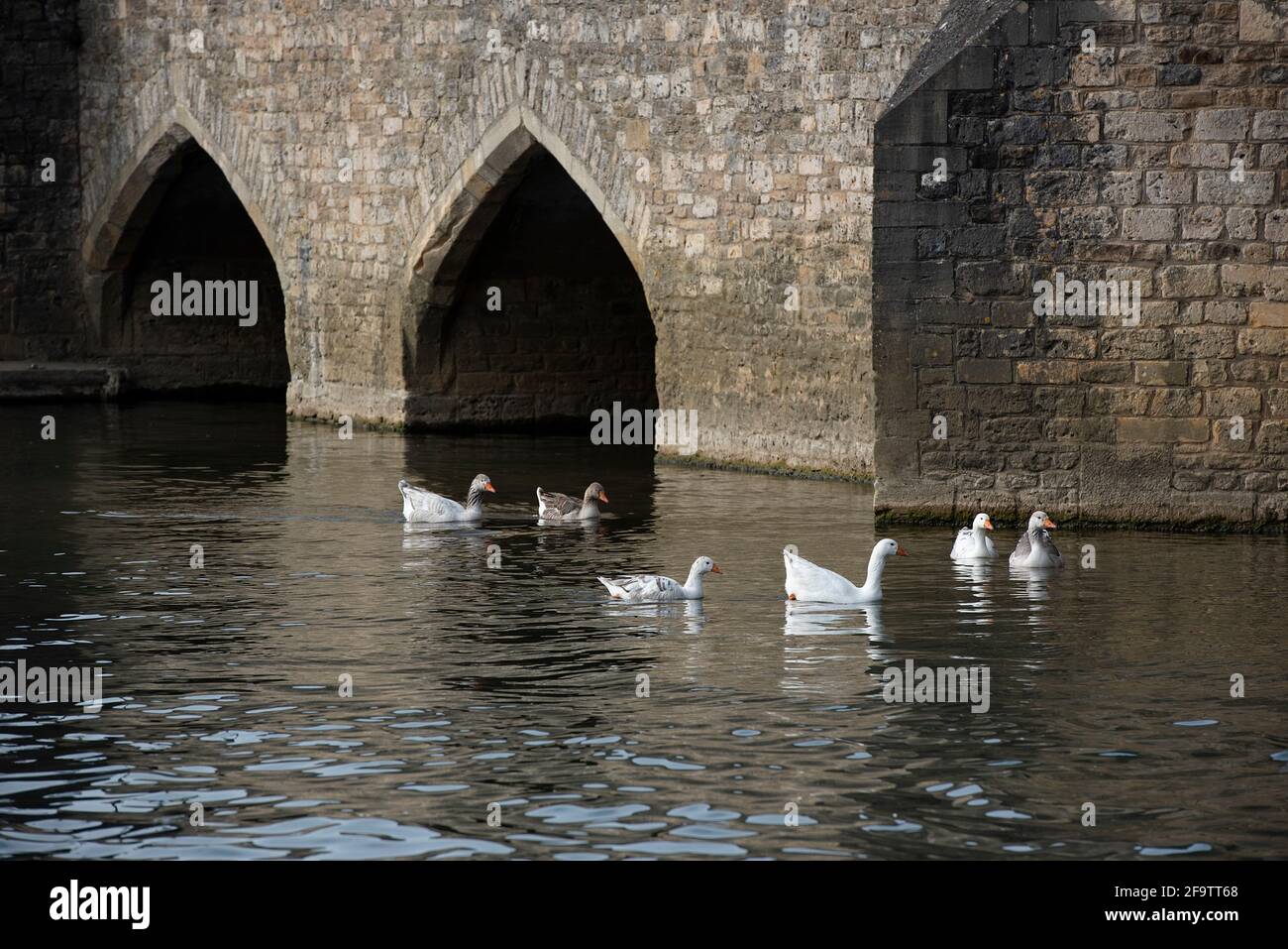 A view looking across the Thames in Abingdon, showing group of geese gliding under the bridge. Stock Photo