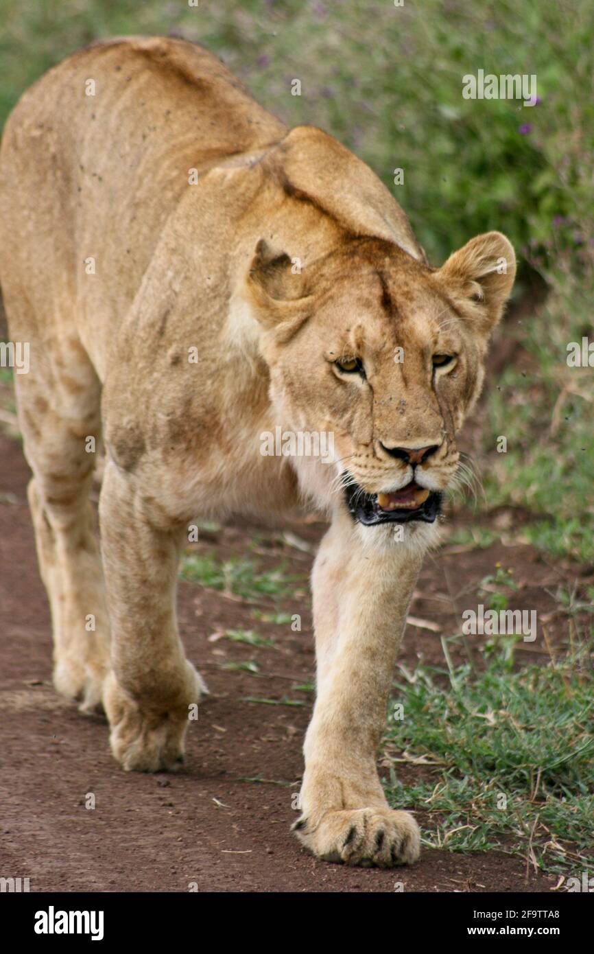 Closeup portrait of wild lion (Panthera leo) walking in Ngorongoro Crater, Tanzania. Tanzania. Stock Photo