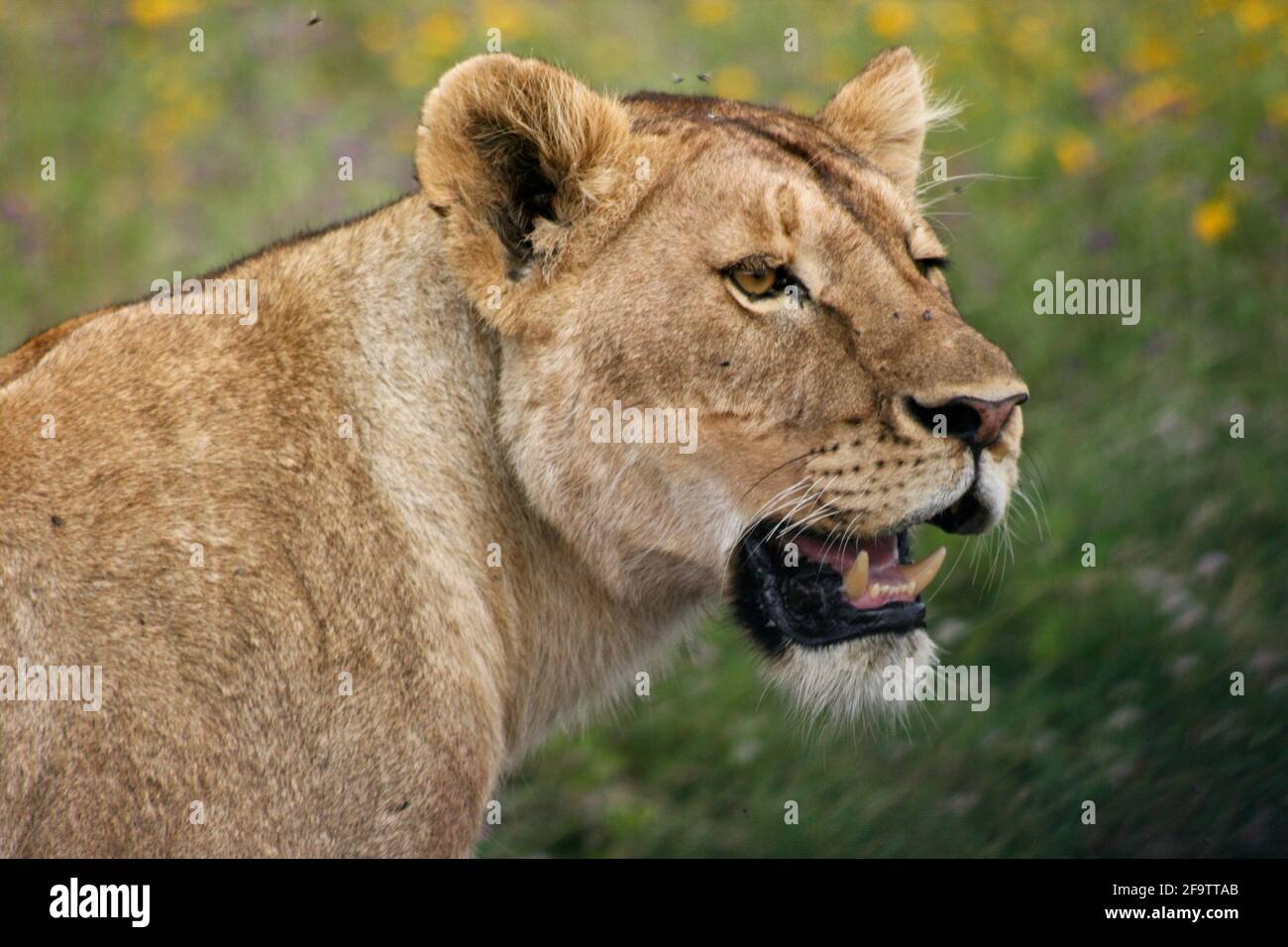 Closeup portrait of wild lion (Panthera leo) showing teeth in Ngorongoro Crater, Tanzania. Stock Photo