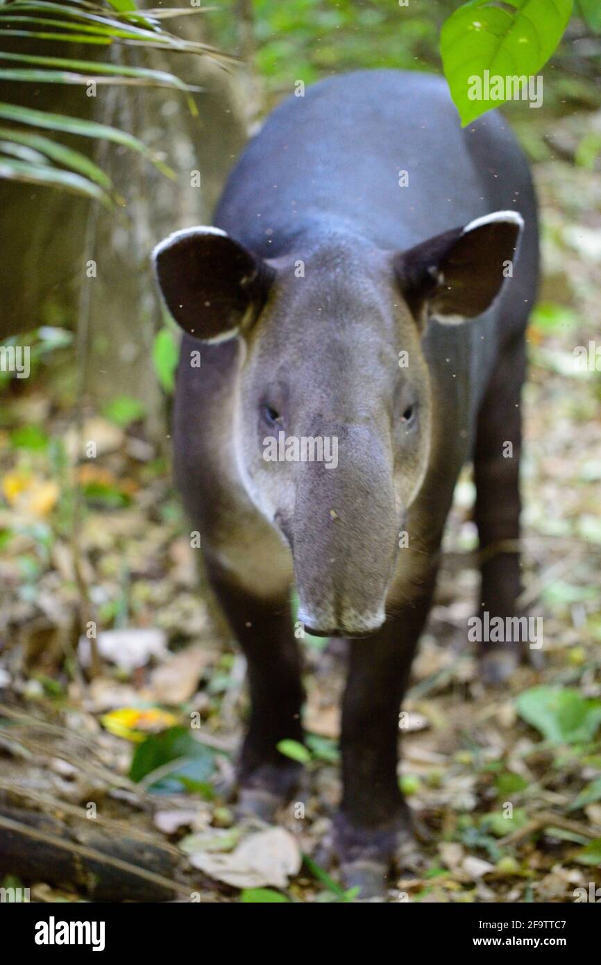Closeup portrait of wild Baird's Tapir (Tapirus bairdii) walking in Corcovado National Park, Panama. Stock Photo