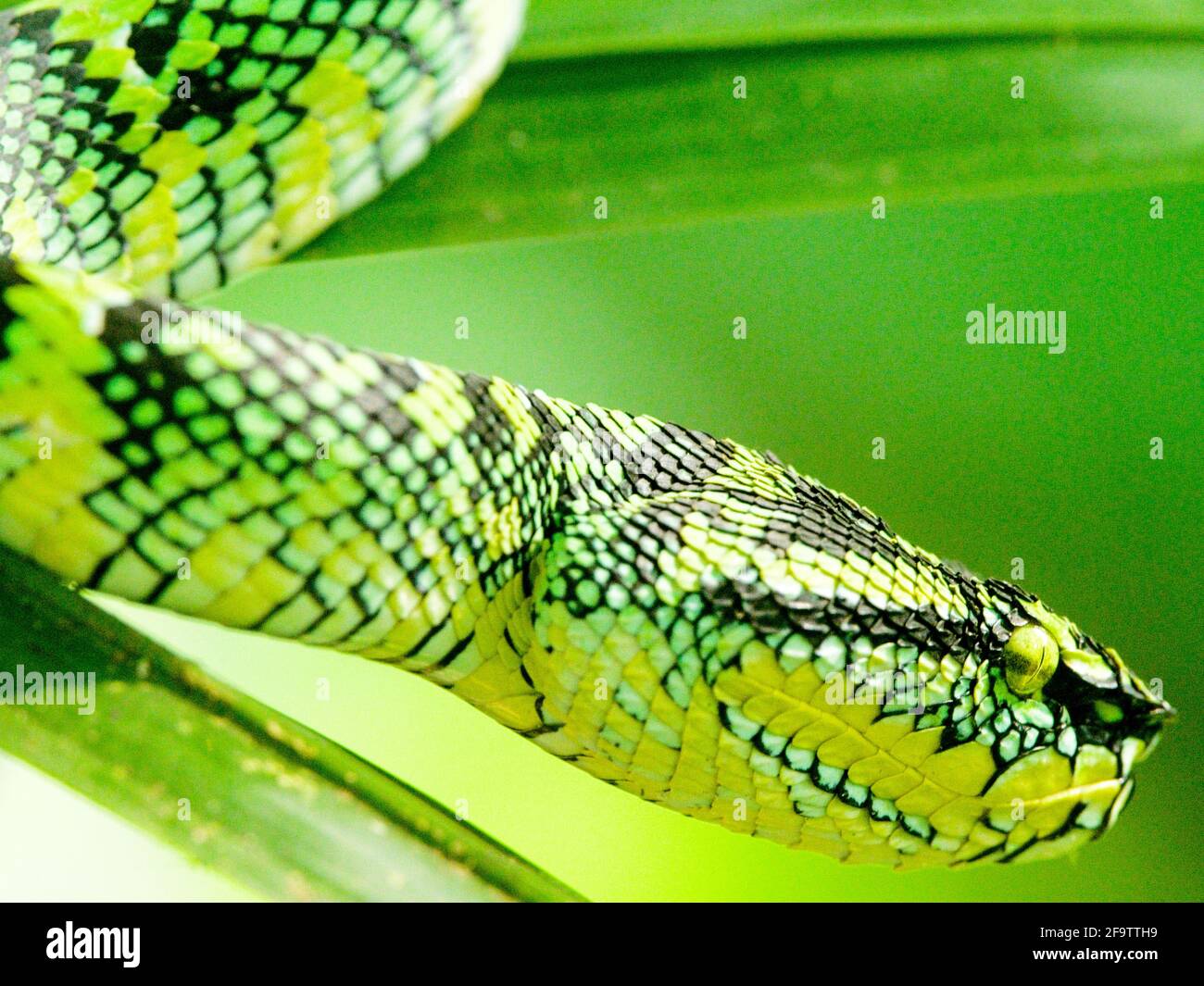 Closeup of dangerous Green Sumatran Pit Viper (Trimeresurus sumatranus) snake in tree Sumatra, Indonesia. Stock Photo