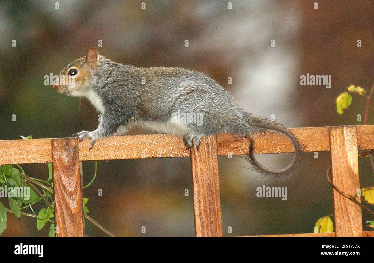 Squirrel Without THE SQIURREL WITHOUT A BRUSH. PIC MIKE WALKER, 2001 Stock Photo - Alamy