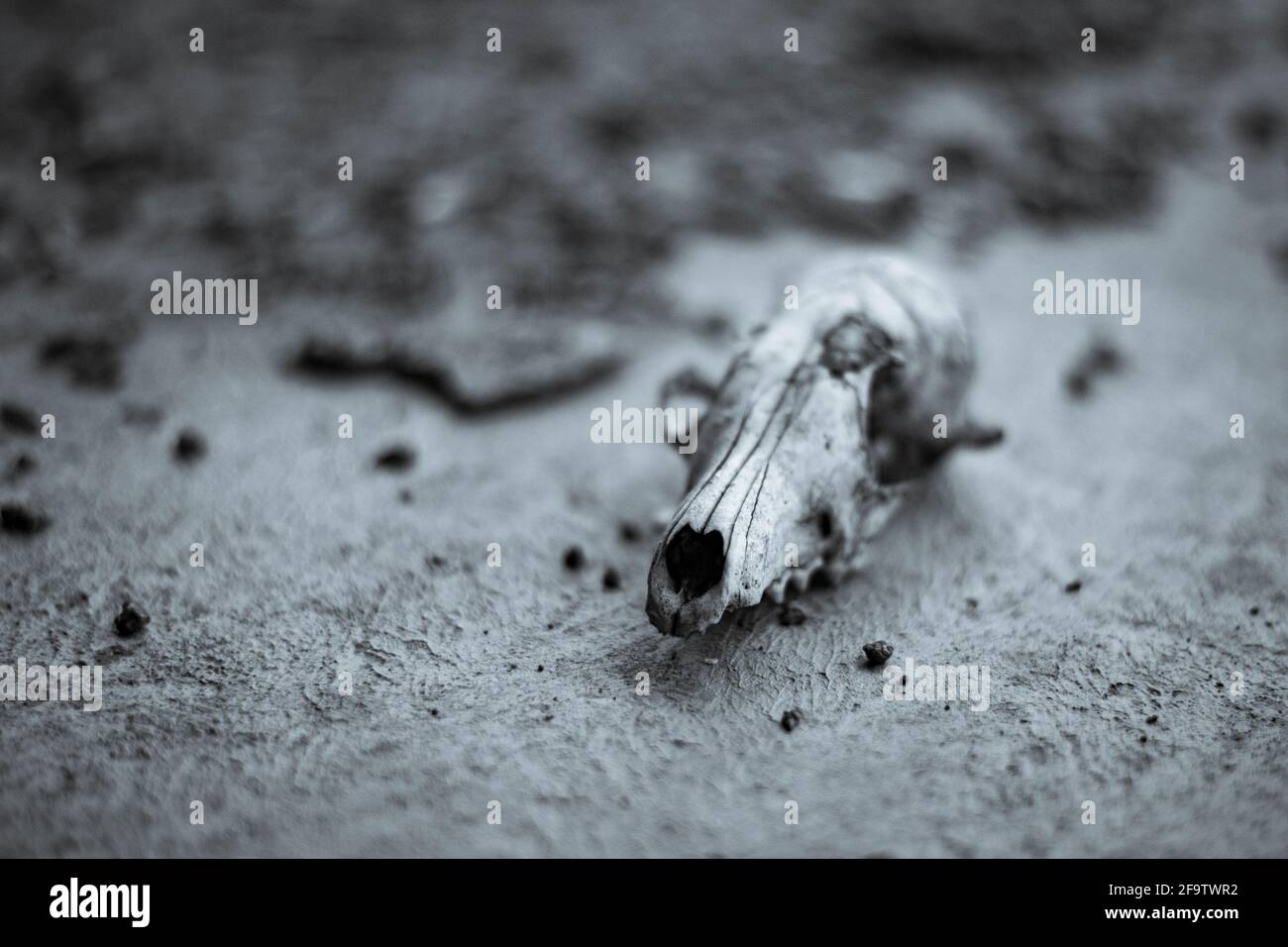 Old dog's skull whited with rains lie on cement Stock Photo