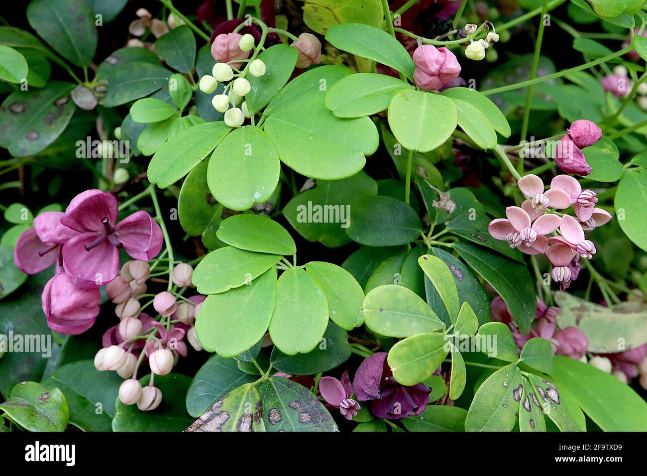 Akebia quinata Chocolate vine – scented purple cup-shaped flowers with thick sepals,  April, England, UK Stock Photo