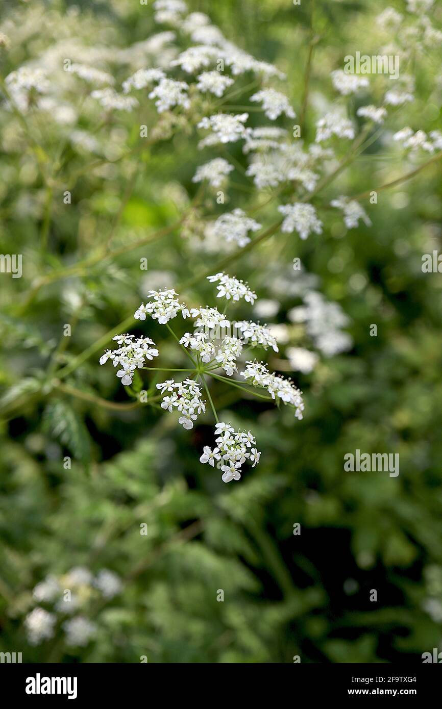 Anthriscus sylvestris Cow parsley small clusters of tiny white