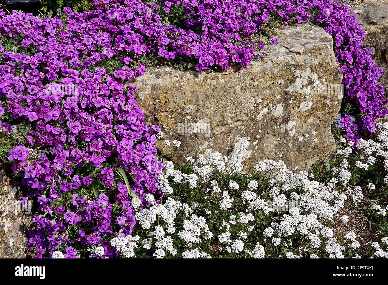 Aubrieta deltoidea ‘Gloria’ Rock cress Gloria – deep pink flowers and oval spinose leaves,  April, England, UK Stock Photo