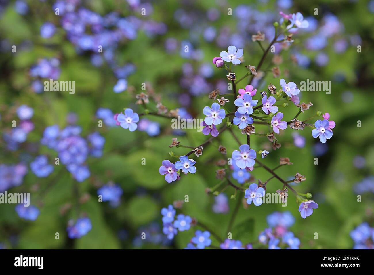 Brunnera macrophylla ‘Green Gold’ Great Forget-me-not Green Gold – sprays of vivid blue flowers with rounded petals, April, England, UK Stock Photo