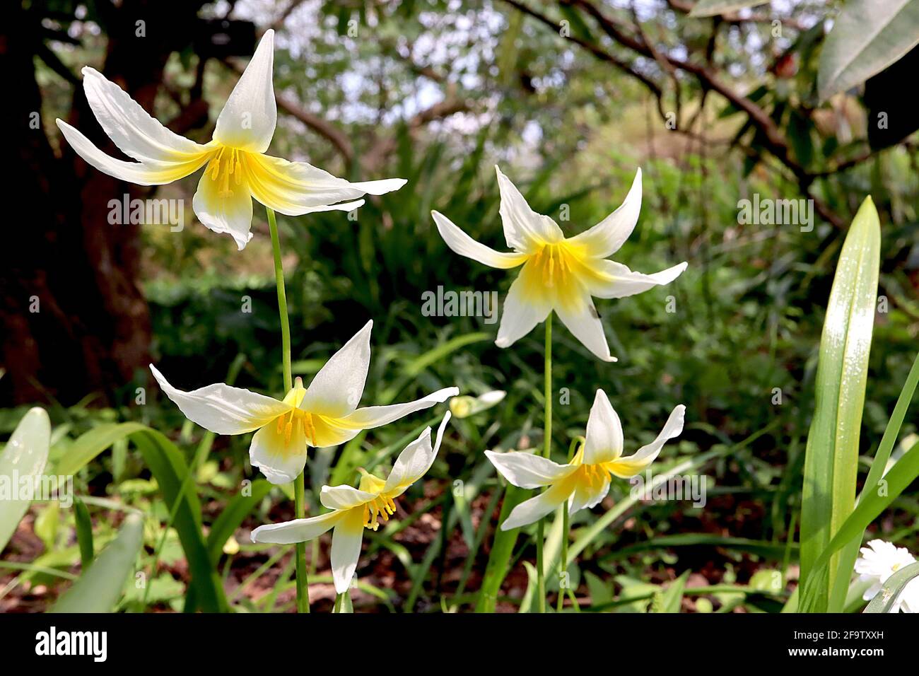 Erythronium helenae St Helena fawn lily - wide white bell-shaped flowers with yellow base and upswept petals, April, England, UK Stock Photo