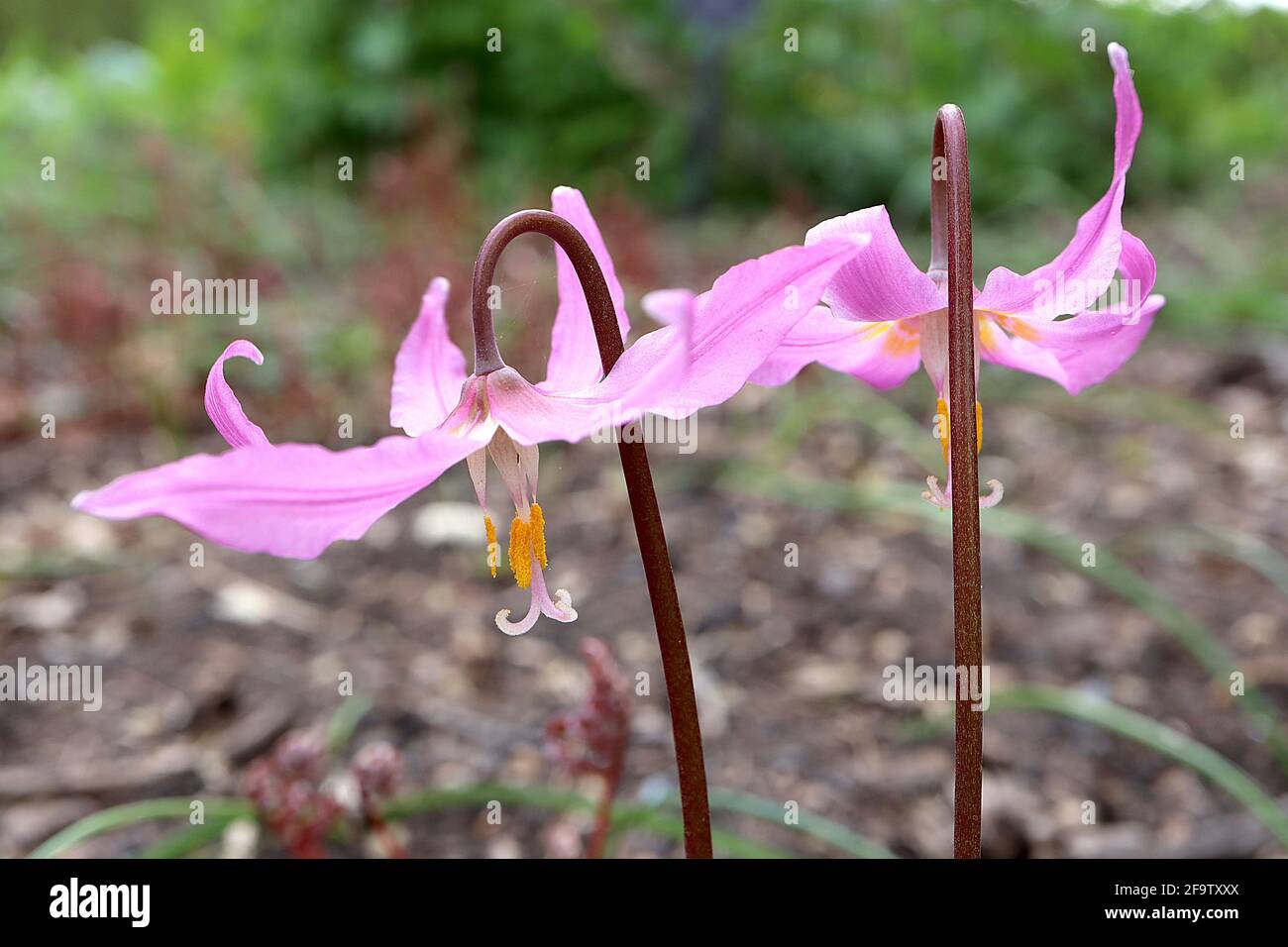 Erythronium revolutum mahogany fawn lily - wide pink bell-shaped flowers with yellow markings and upswept petals, April, England, UK Stock Photo