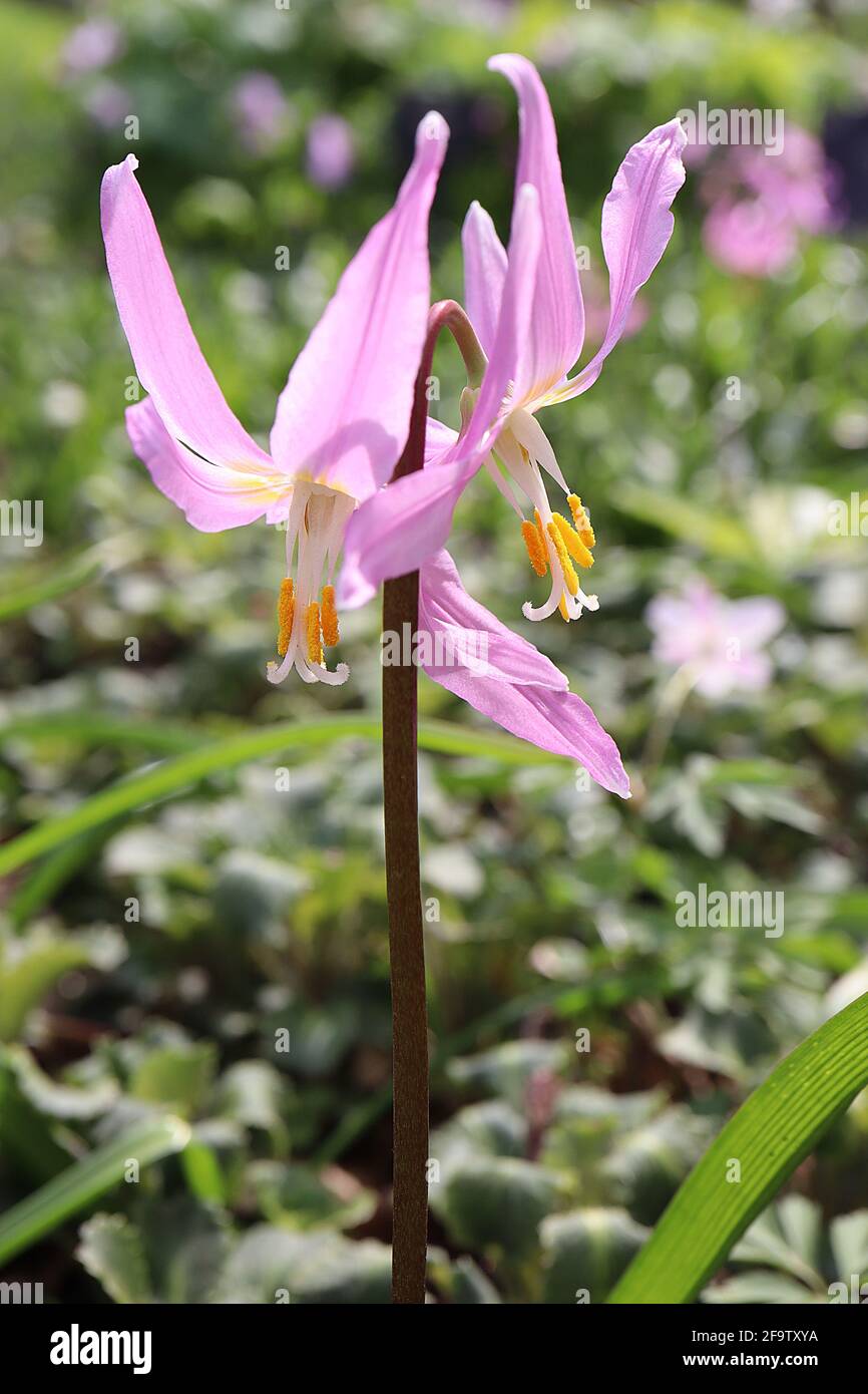 Erythronium revolutum mahogany fawn lily - wide pink bell-shaped flowers with yellow markings and upswept petals, April, England, UK Stock Photo