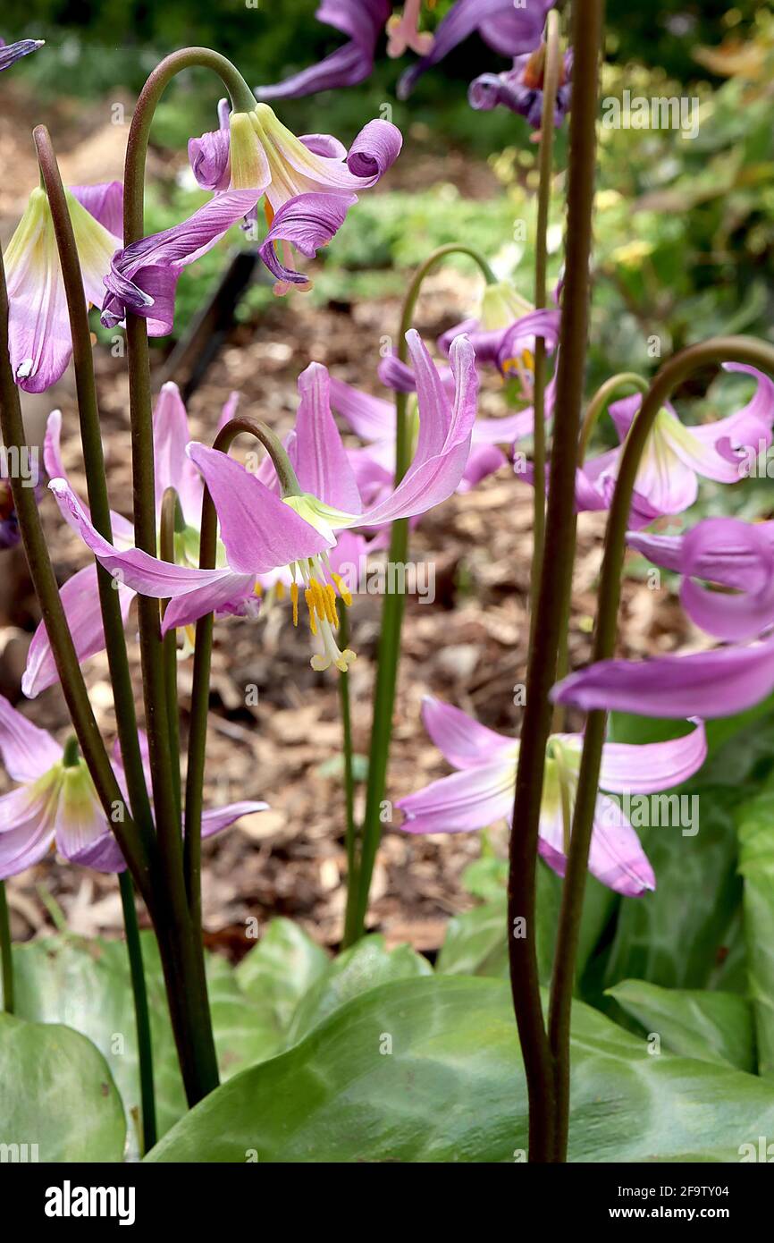 Erythronium revolutum mahogany fawn lily - wide pink bell-shaped flowers with yellow markings and upswept petals, April, England, UK Stock Photo