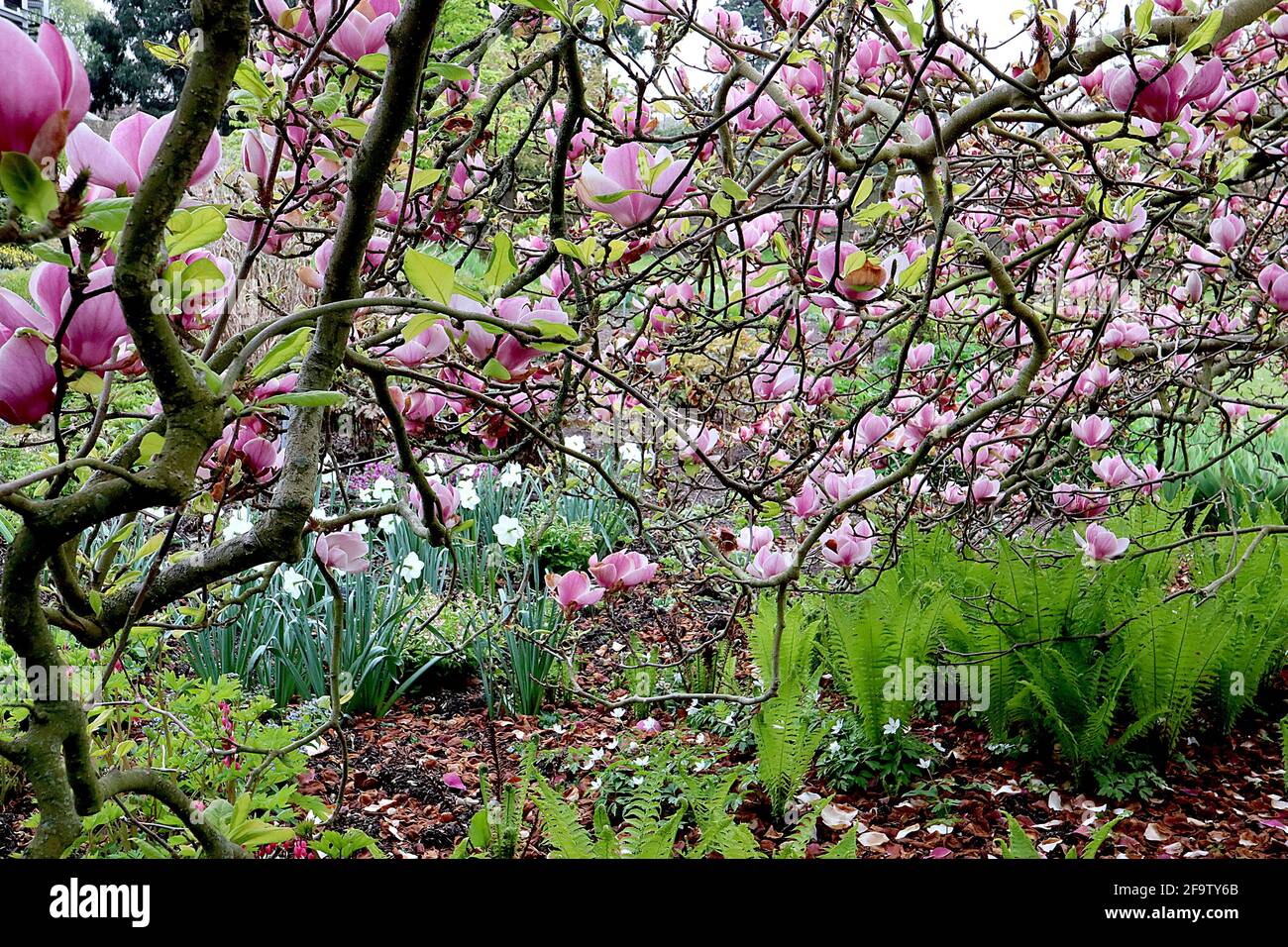 Magnolia x soulangeana ‘Rustica Rubra’ Saucer Magnolia Rustica Rubra