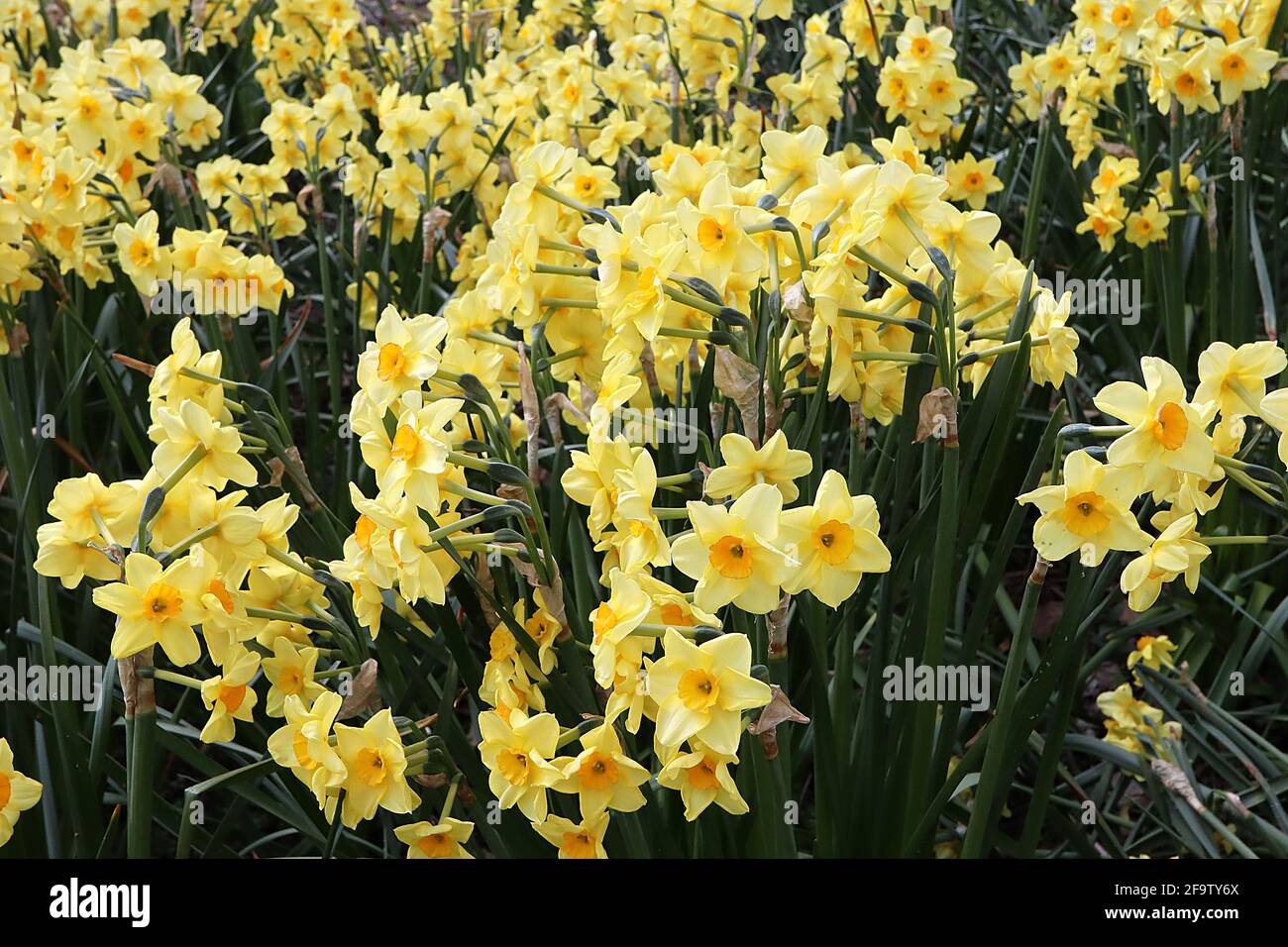 Division 8 tazetta daffodils hires stock photography and images Alamy