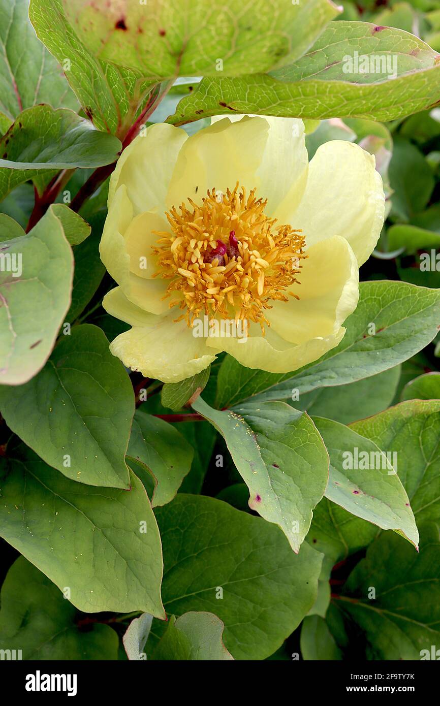 Paeonia mlokosewitschii Mlokosewitch’s peony  Molly the witch – pale yellow bowl-shaped flowers and large fresh green leaves,  April, England, UK Stock Photo