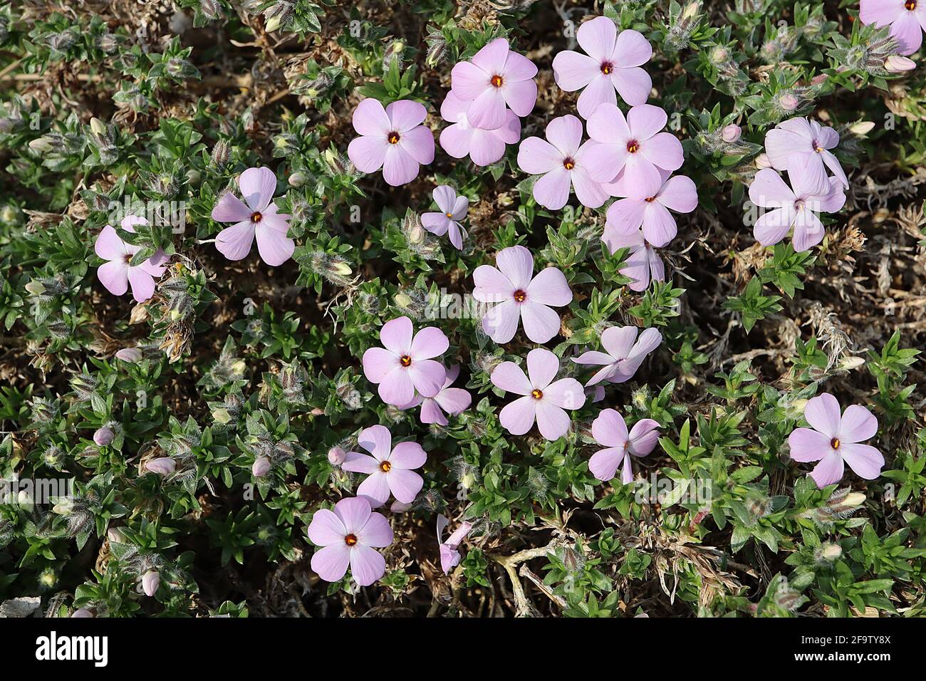 Phlox douglasii ‘Rosea’ / ‘Rose Queen’ Creeping phlox Rose Queen – pale pink flowers with rounded petals,  April, England, UK Stock Photo